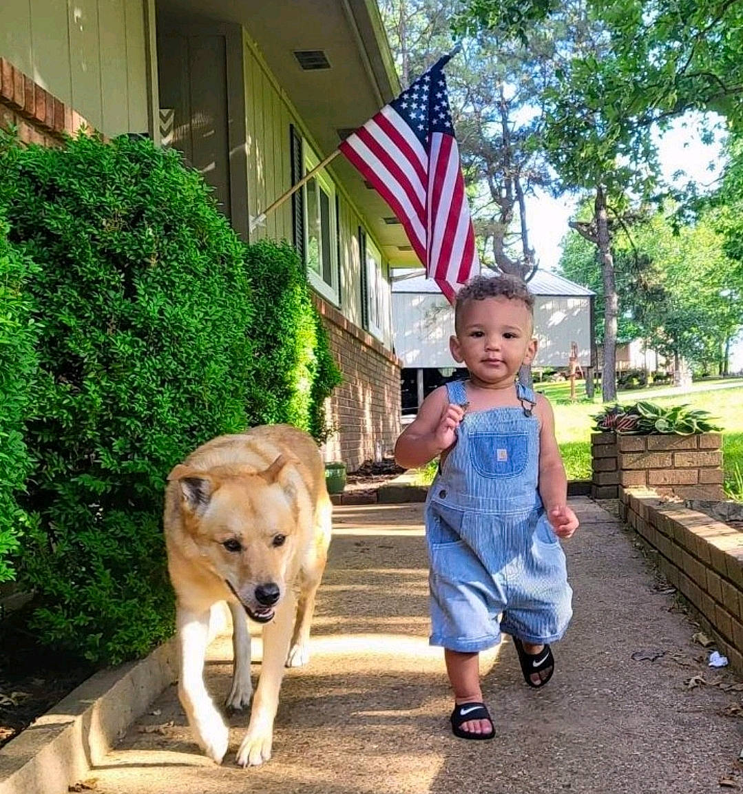 Drew is registered to the contest to win money with this photo: carnivore, companion_dog, dog, dog_breed, fawn, flag, flag_of_the_united_states, hat, house, leg, leisure, person, plant, porch, recreation, shorts, sidewalk, toddler, tree, window