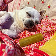 Winnie is registered to the contest to win money with this photo: animal, blanket, chew_toy, closeup, comfort, cozy, cute, dog, domestic, ears, floral_pattern, indoor, paw, pet, relaxation, resting, sleeping, small_dog, snout, white_fur