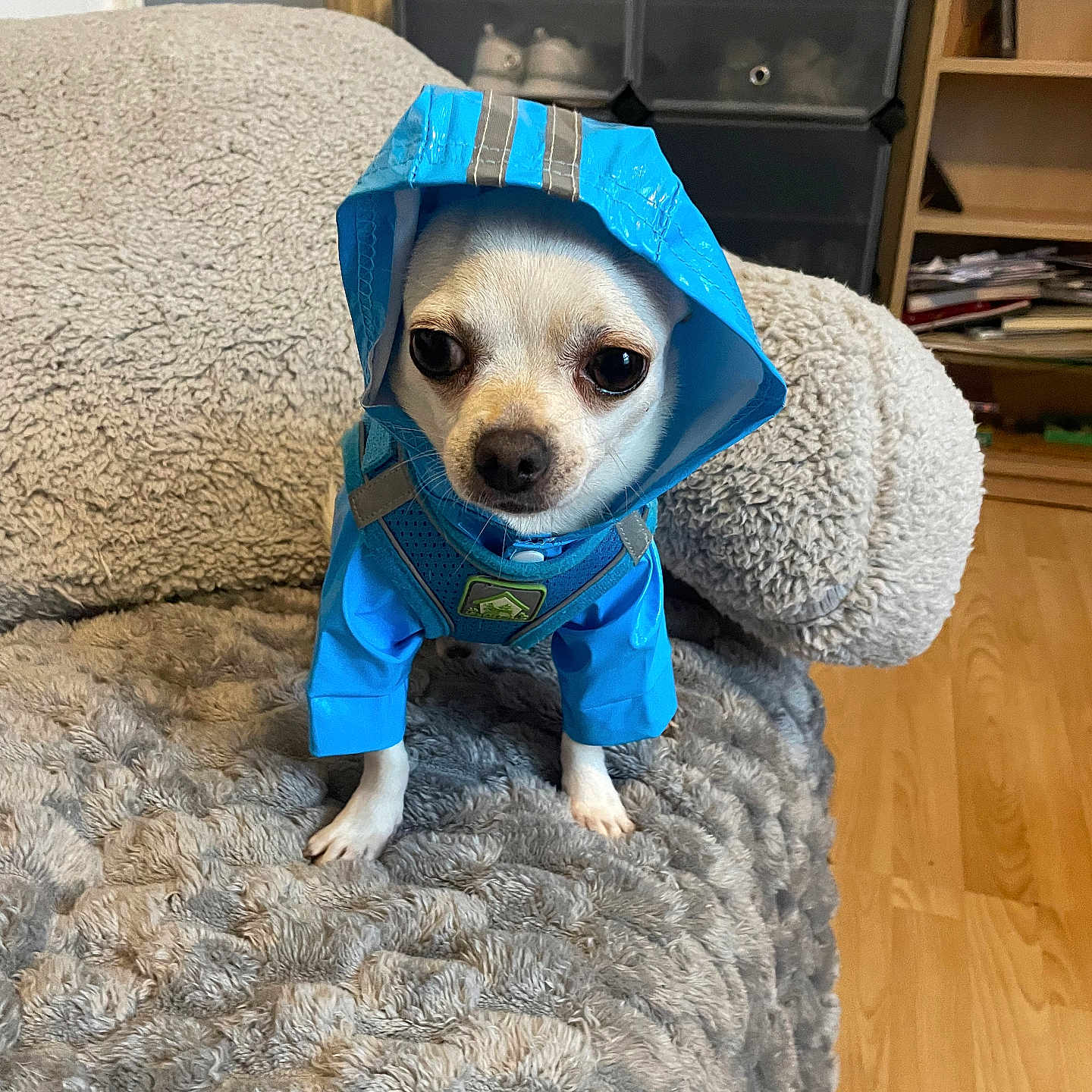 Winnie joined the competition — help win amazing prizes! animal, blanket, blue, chihuahua, cute, dog, expression, eyes, floor, fur, furniture, hood, indoor, pet, raincoat, shelf, shoe_organizer, small_dog, standing, wood_floor