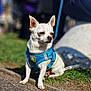 Winnie is registered to the contest to win money with this photo: animal, blue_harness, chihuahua, companion, curb, cute, daylight, dog, ears_up, grass, harness, nature, outdoor, pet, shadow, short_hair, sitting, small_dog, sunlight, white_dog