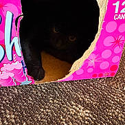 Zero is registered to the contest to win money with this photo: cat, black_cat, cardboard_box, carpet, indoor, pet, animal, hiding, shadow, curious, feline, cozy, home, cute, playful, dark, paw, texture, box, floor