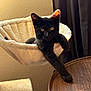 Zero joined the competition — help win amazing prizes! black_cat, kitten, cat_hammock, indoor, sunlight, wooden_table, curious, relaxed, pet, feline, cozy, fur, paw, animal, domestic_cat, home, curtain, texture, resting, soft