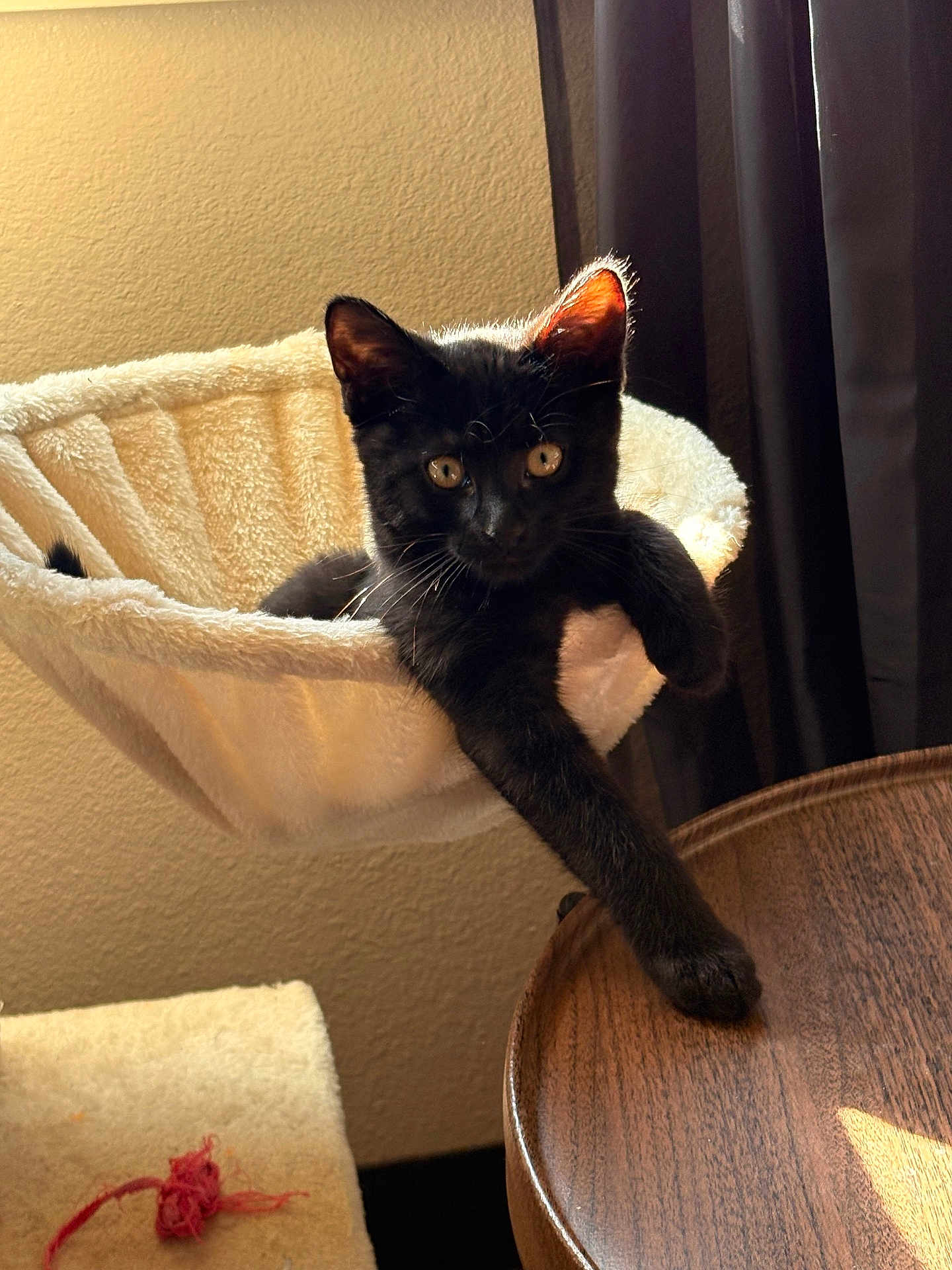 Zero joined the competition — help win amazing prizes! black_cat, kitten, cat_hammock, indoor, sunlight, wooden_table, curious, relaxed, pet, feline, cozy, fur, paw, animal, domestic_cat, home, curtain, texture, resting, soft