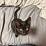 Zero is registered to the contest to win money with this photo: black_cat, kitten, bed, blanket, yellow_eyes, fur, pet, indoor, curious, looking_up, whiskers, tail, cozy, soft_texture, gray, cute, animal, feline, young_cat, resting