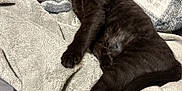 Zero joined the competition — help win amazing prizes! cat, black_cat, sleepy, relaxed, blanket, soft_texture, indoor, pet, animal, feline, paw, fur, cozy, resting, bed, comfort, cute, young_cat, whiskers, tail