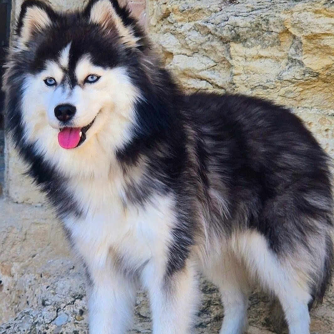Yoko a rejoint le concours — aidez-le/la à gagner de superbes lots ! dog, husky, animal, pet, fluffy, outdoor, stone_wall, rocky, standing, tongue_out, fur, canine, mammal, alert, nature, portrait, companion, cute, blue_eyes, friendly