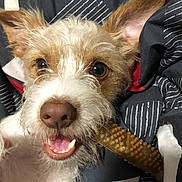 Benji joined the competition — help win amazing prizes! dog, pet, close_up, chewing, toy, happy, cute, fur, brown, white, ears, nose, mouth, blanket, fabric, pattern, indoor, playful, animal, canine