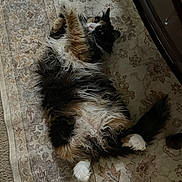 Sally joined the competition — help win amazing prizes! animal, carpet, cat, curious, curled_tail, cute, domestic_animal, feline, fluffy, fur, indoor, lying_down, multi-colored, patterned_rug, pet, relaxed, resting, soft_fur, whiskers, white_paws