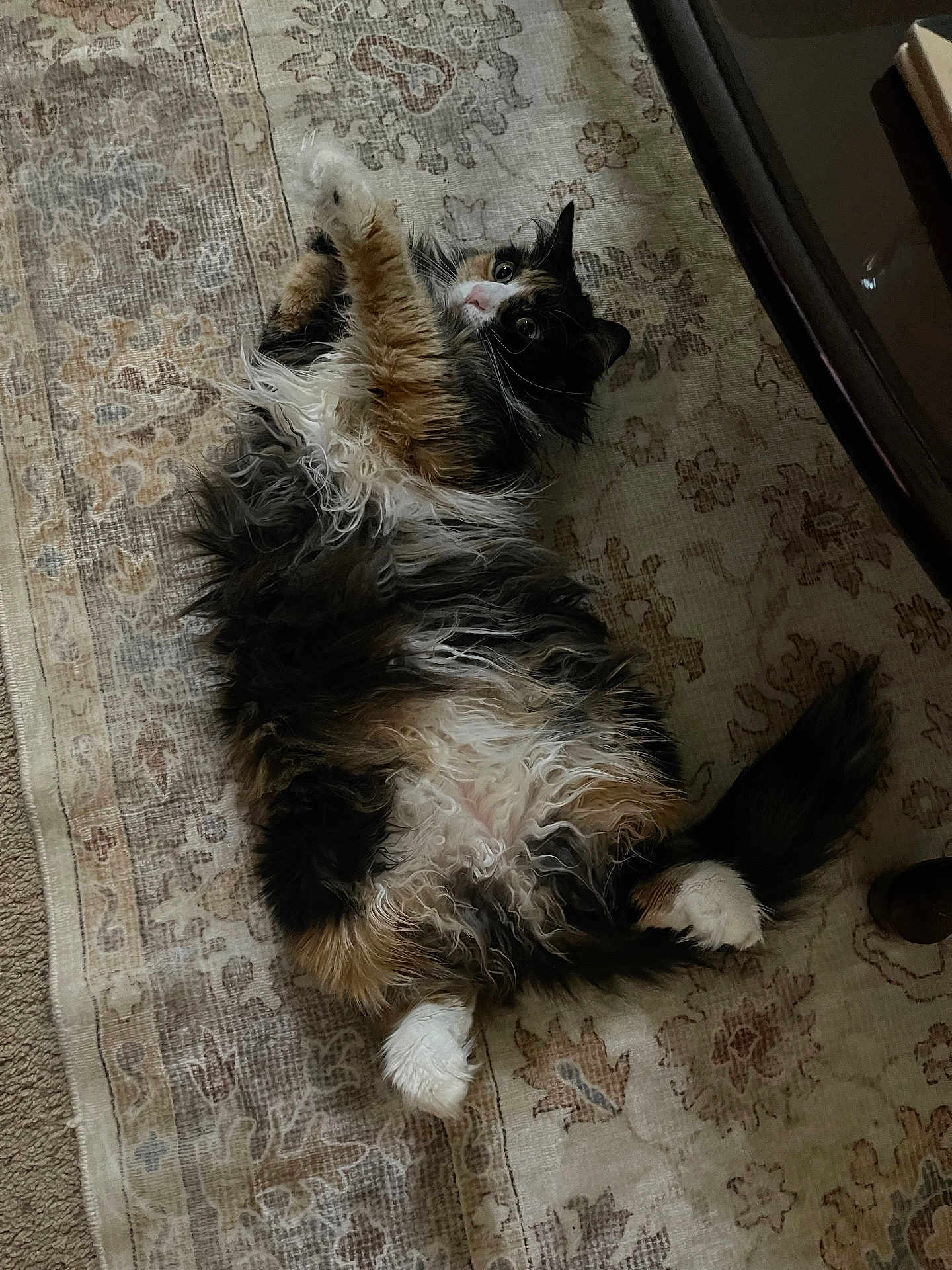Sally joined the competition — help win amazing prizes! animal, carpet, cat, curious, curled_tail, cute, domestic_animal, feline, fluffy, fur, indoor, lying_down, multi-colored, patterned_rug, pet, relaxed, resting, soft_fur, whiskers, white_paws