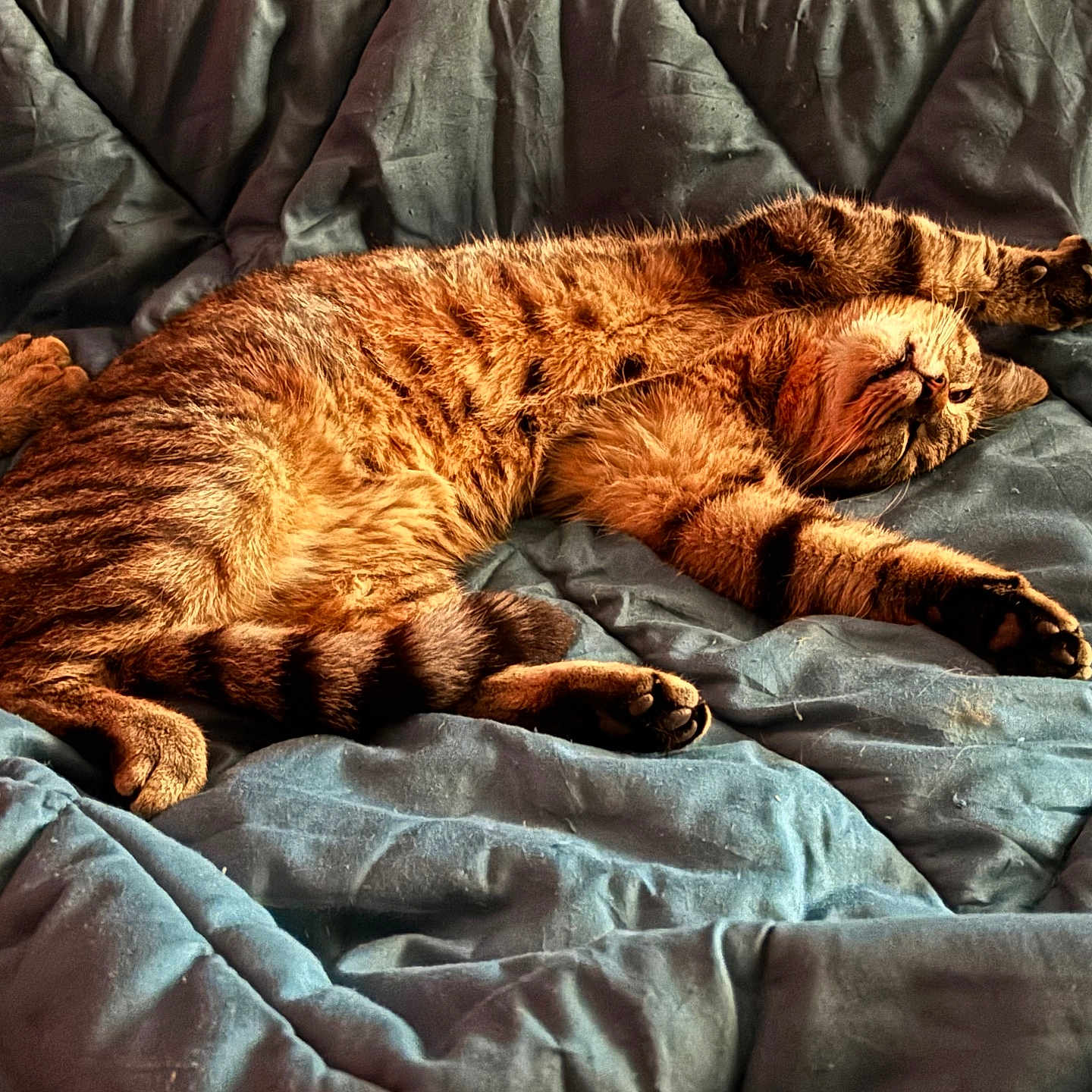 Bounty a rejoint le concours — aidez-le/la à gagner de superbes lots ! abyssinian, animal, back, bed, bedroom, blanket, bodypart, cat, couch, cushion, furniture, homedecor, indoors, kitten, manx, person, pet, quilt, room, sleeping