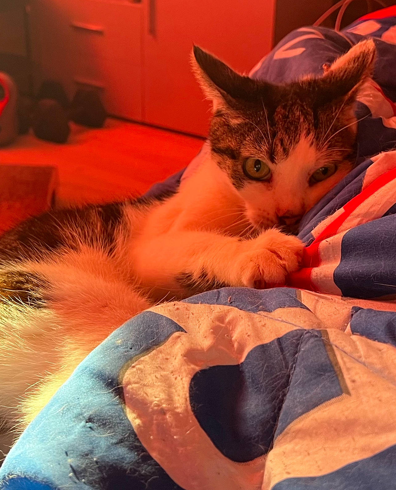 Cookie participe au concours pour gagner de l'argent avec cette photo : carnivore, cat, claw, cloud, comfort, domestic_short_haired_cat, eye, fawn, felidae, fur, head, linens, orange, paw, plant, sky, small_to_medium_sized_cats, snout, tail, whiskers