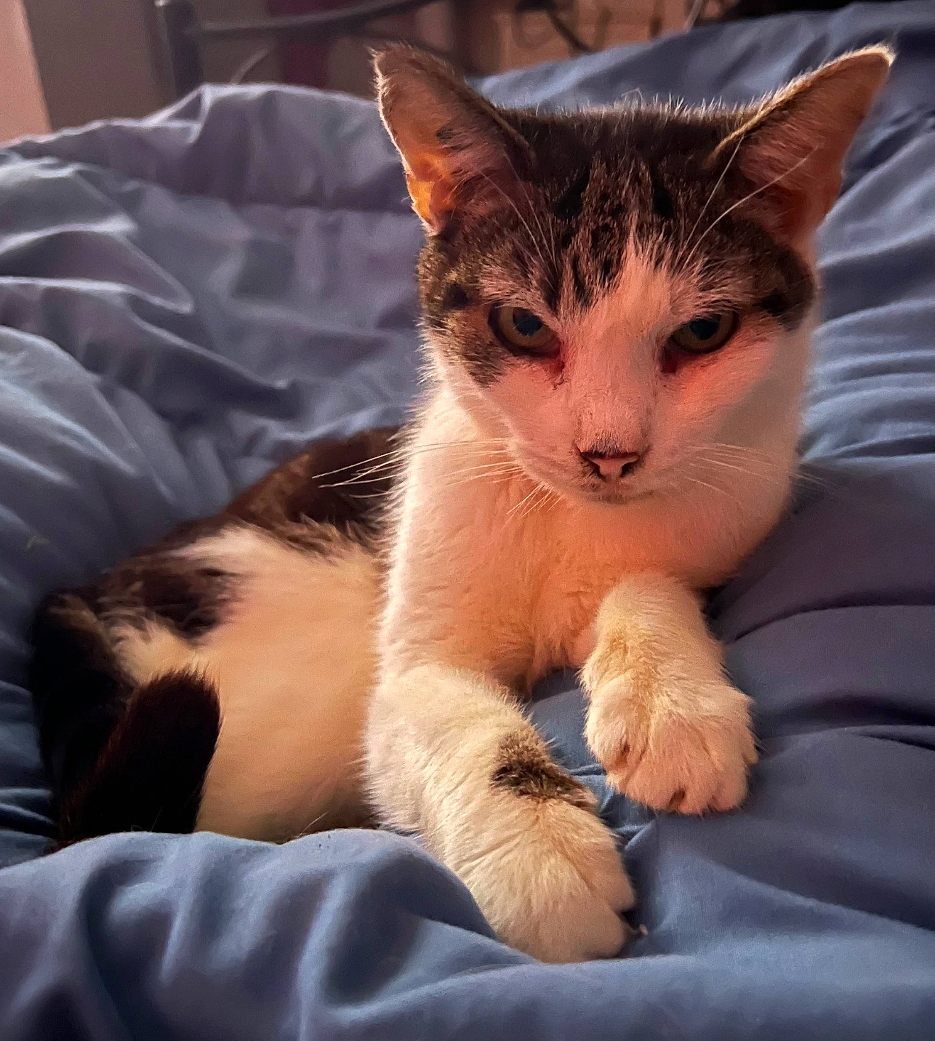 Cookie participe au concours pour gagner de l'argent avec cette photo : carnivore, cat, claw, comfort, domestic_short_haired_cat, eye, fawn, felidae, foot, fur, hair, head, human_body, paw, sitting, small_to_medium_sized_cats, snout, tail, whiskers, window