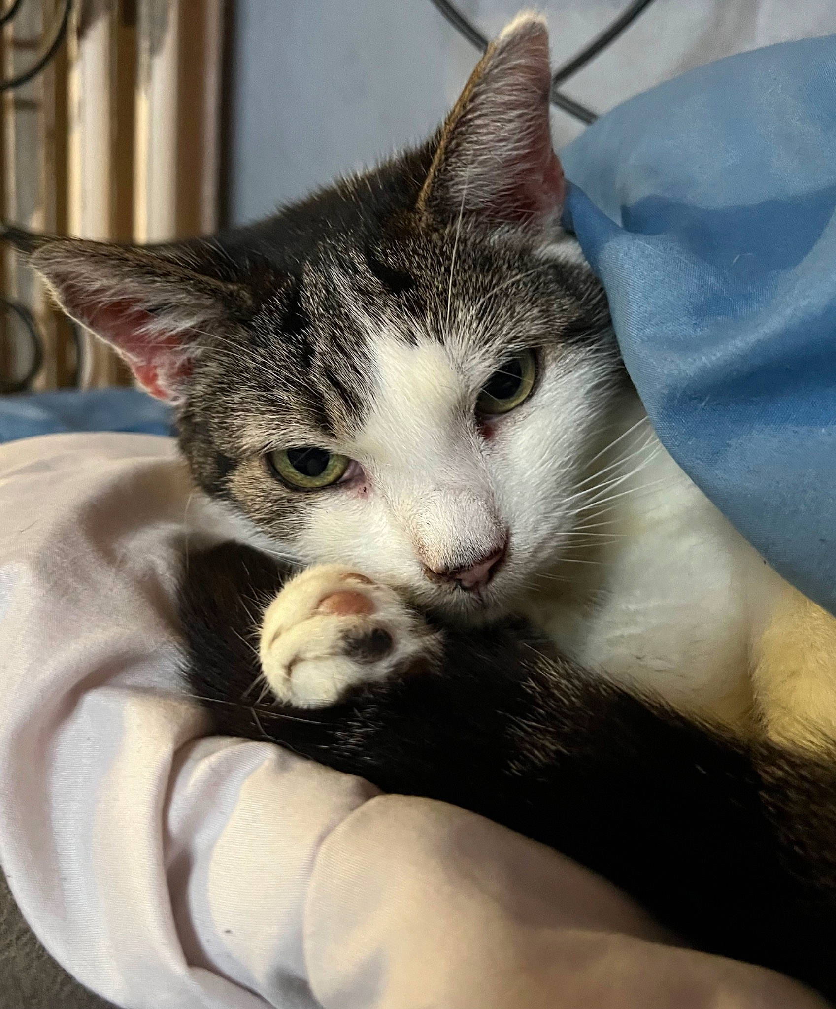 Cookie participe au concours pour gagner de l'argent avec cette photo : carnivore, cat, claw, comfort, domestic_short_haired_cat, felidae, fur, paw, sitting, small_to_medium_sized_cats, snout, tail, whiskers