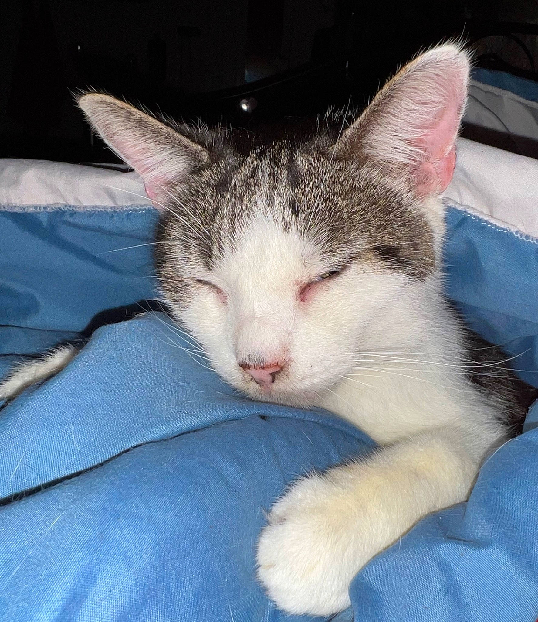 Cookie participe au concours pour gagner de l'argent avec cette photo : carnivore, cat, claw, comfort, domestic_short_haired_cat, felidae, foot, fur, nap, paw, sleep, small_to_medium_sized_cats, snout, tail, whiskers