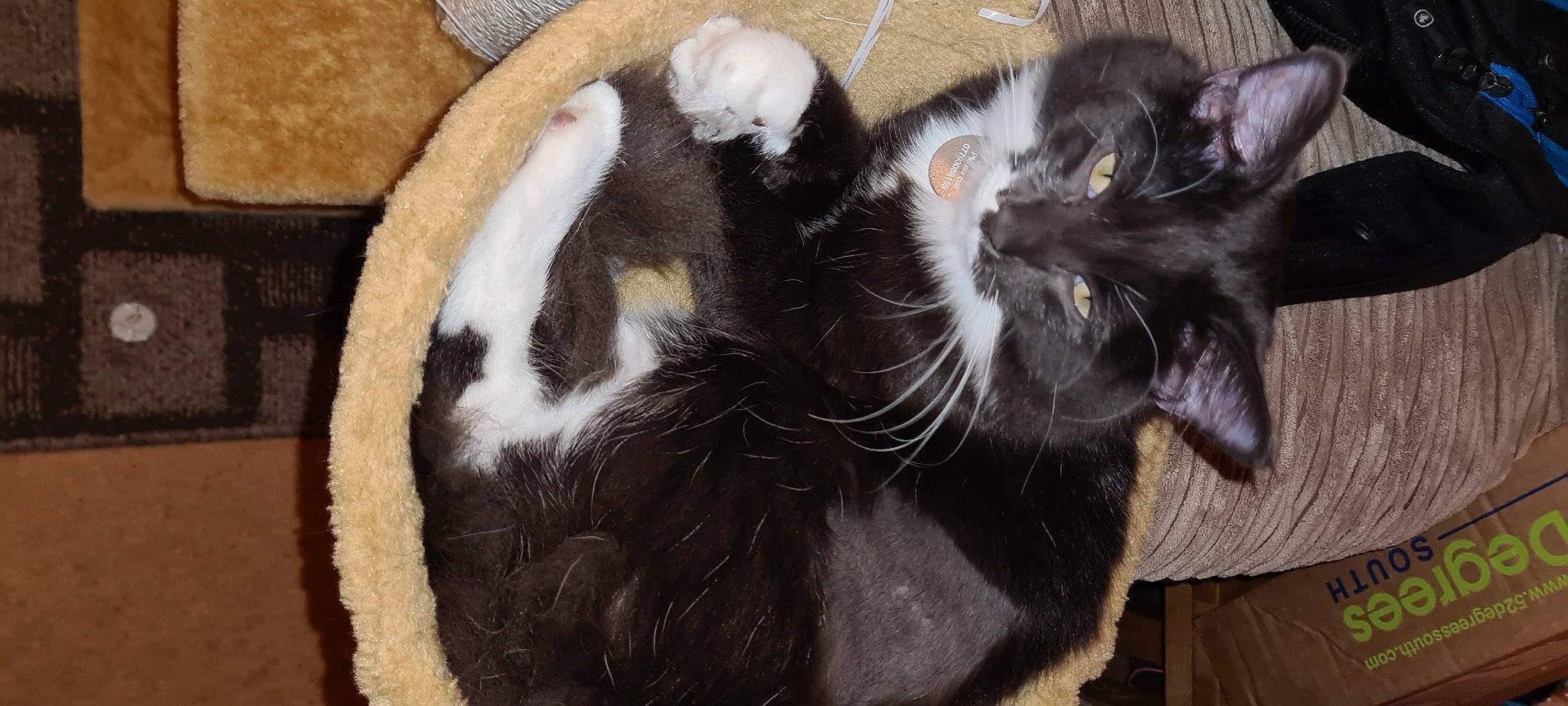 Cocoa is registered to the contest to win money with this photo: black, black_cat, carnivore, cat, cat_bed, cat_supply, comfort, felidae, fur, home_accessories, pet_supply, small_to_medium_sized_cats, snout, terrestrial_animal, vertebrate, whiskers