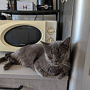 Ruby a rejoint le concours — aidez-le/la à gagner de superbes lots ! cat, gray_cat, kitchen, countertop, microwave, refrigerator, appliance, pet, animal, fur, whiskers, relaxed, indoor, domestic, feline, resting, household, gray_fur, table, still_life