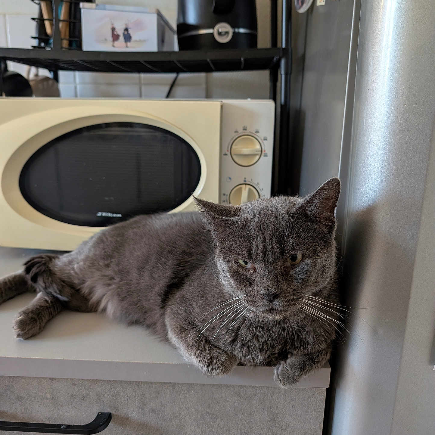 Ruby a rejoint le concours — aidez-le/la à gagner de superbes lots ! animal, appliance, cat, countertop, domestic, feline, fur, gray_cat, gray_fur, household, indoor, kitchen, microwave, pet, refrigerator, relaxed, resting, still_life, table, whiskers