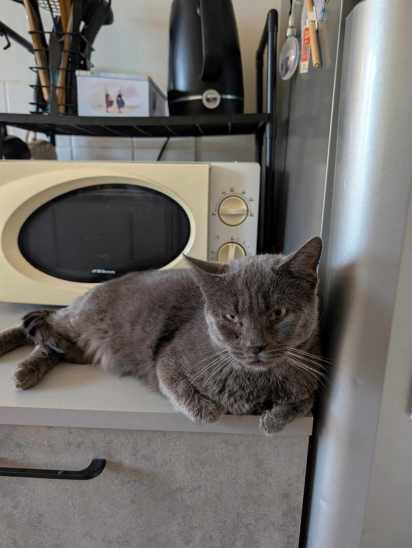 Ruby a rejoint le concours — aidez-le/la à gagner de superbes lots ! cat, gray_cat, kitchen, countertop, microwave, refrigerator, appliance, pet, animal, fur, whiskers, relaxed, indoor, domestic, feline, resting, household, gray_fur, table, still_life