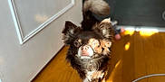 Tayko a rejoint le concours — aidez-le/la à gagner de superbes lots ! dog, small_dog, indoor, wooden_floor, sunlight, shadow, door, curious, pet, brown_fur, white_paws, fluffy, tail, household, flooring, domestic, companion, animal, cute, standing