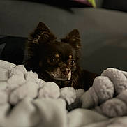 Tayko participe au concours pour gagner de l'argent avec cette photo : dog, blanket, indoor, cozy, small_dog, fur, pet, couch, soft, resting, brown_dog, ears, snout, eyes, comfort, home, closeup, relaxing, furniture, warm