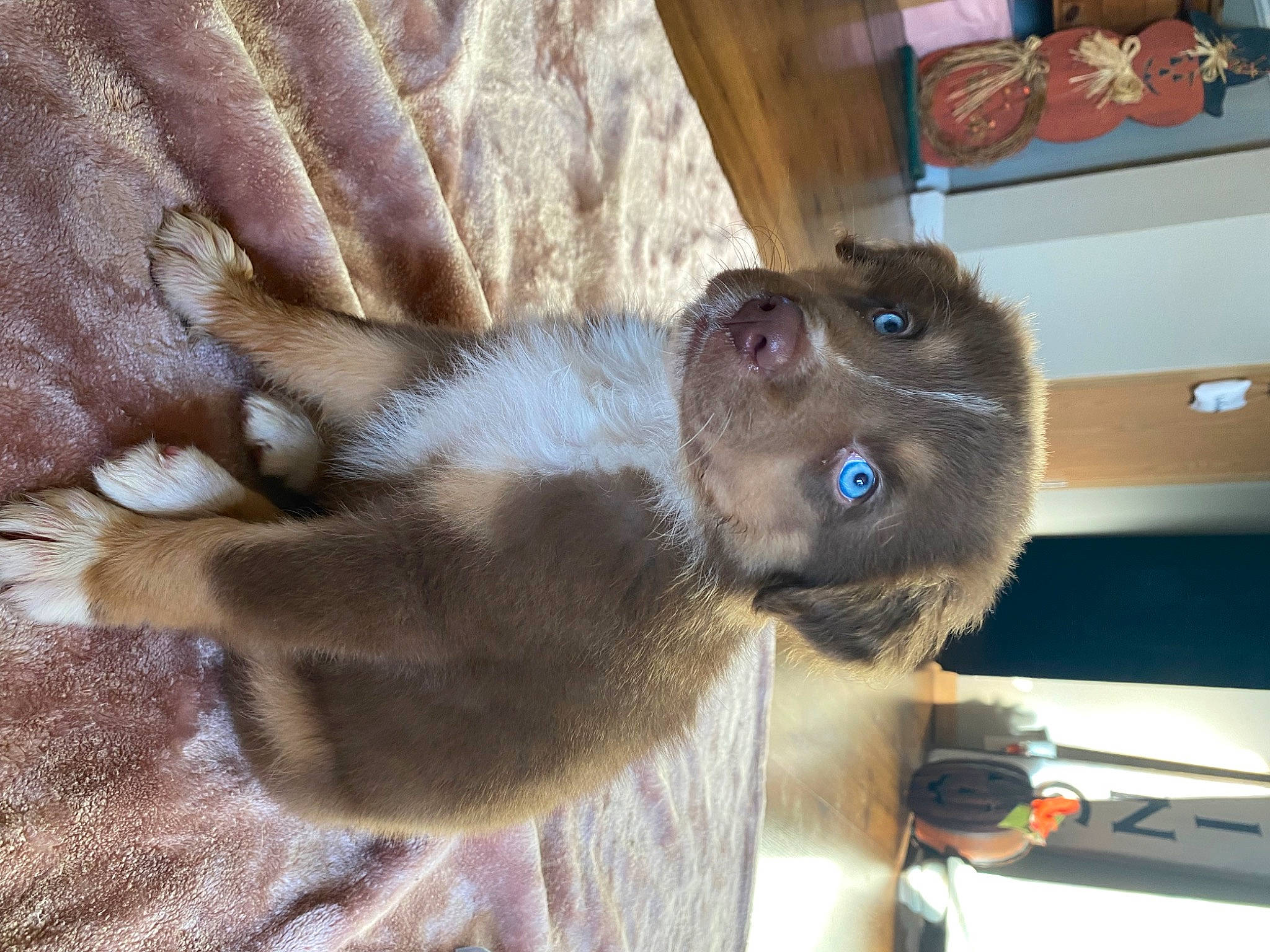 Millie joined the competition — help win amazing prizes! carnivore, cat, computer_keyboard, dog_breed, fawn, felidae, fur, liver, siamese, sporting_group, terrestrial_animal, whiskers, wood, wrinkle