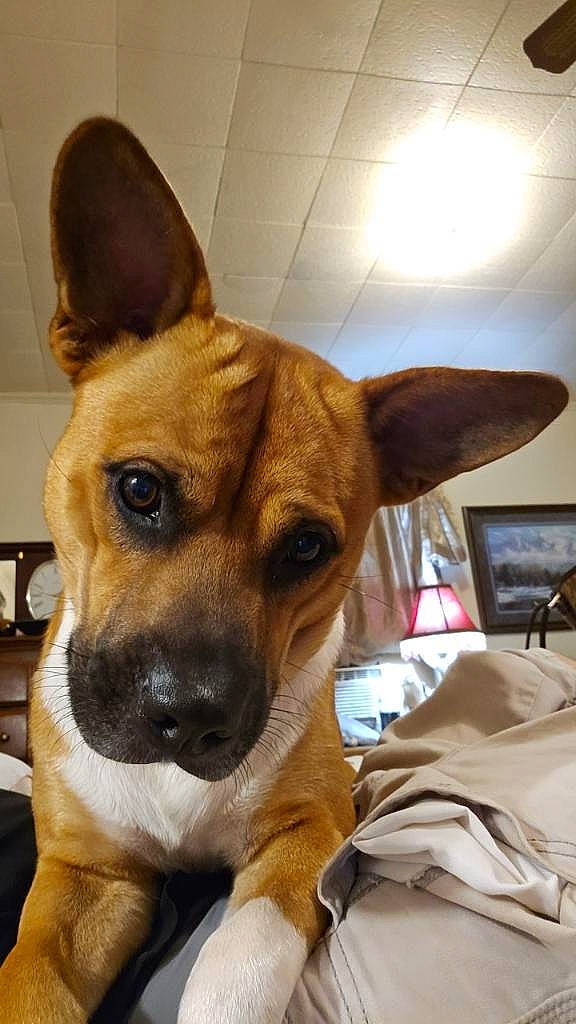 Bill is registered to the contest to win money with this photo: ancient_dog_breeds, canidae, carnivore, collar, comfort, companion_dog, dog, dog_breed, ear, fawn, fur, non_sporting_group, snout, sporting_group, toy_dog, whiskers, working_animal, working_dog