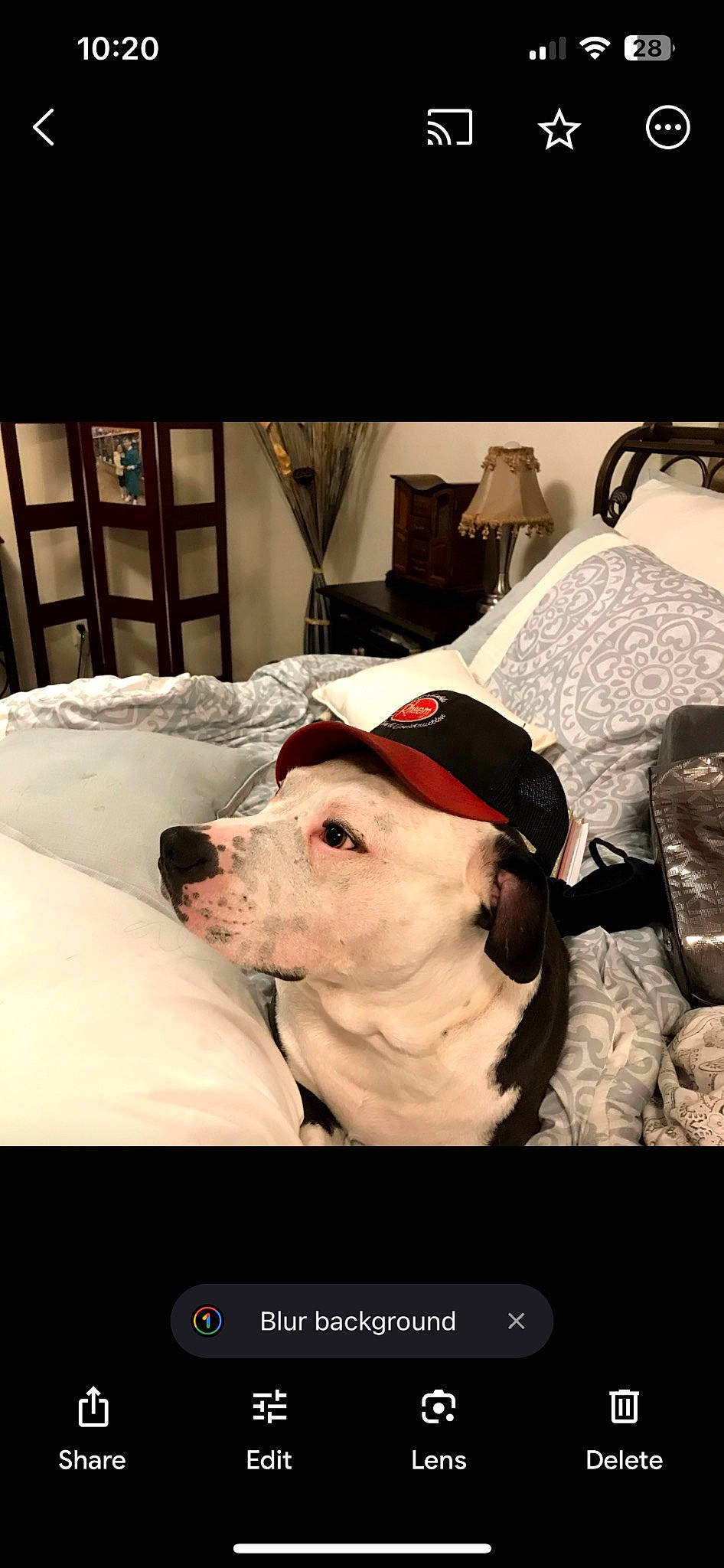 Puppy joined the competition — help win amazing prizes! canidae, carmine, carnivore, comfort, companion_dog, dog, dog_breed, dogo_argentino, eyewear, fawn, flash_photography, fur, guard_dog, jaw, personal_protective_equipment, snout, sporting_group, whiskers, winter, working_animal