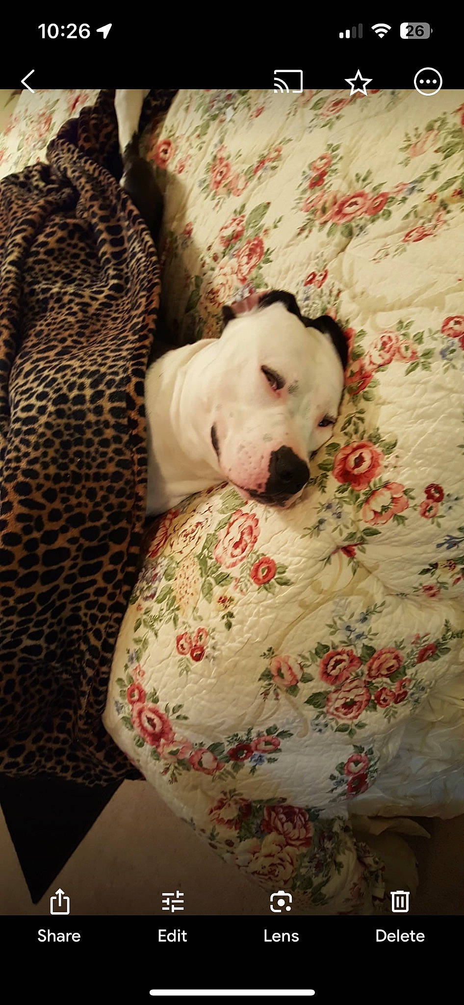 Puppy joined the competition — help win amazing prizes! bedding, canidae, carnivore, comfort, companion_dog, couch, dog, dog_breed, dog_supply, fawn, fur, linens, nap, pet_supply, sleep, snout, sporting_group, terrestrial_animal, whiskers, working_animal