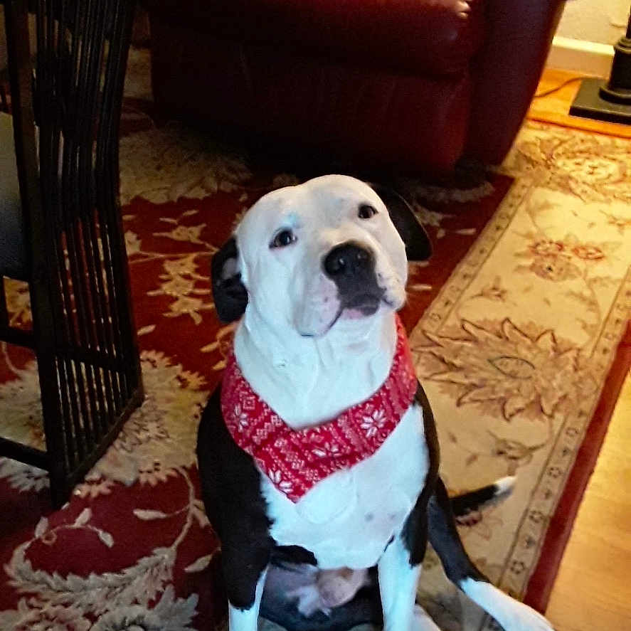 Puppy is registered to the contest to win money with this photo: accessories, animal, architecture, boxer, building, bulldog, canine, chair, couch, cushion, dog, frenchbulldog, furniture, indoors, interiordesign, livingroom, pet, pitbull, puppy, room