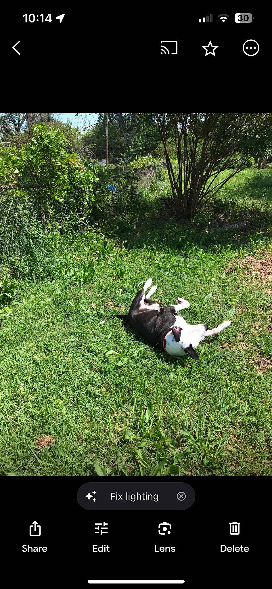 Puppy joined the competition — help win amazing prizes! companion_dog, font, garden, grass, grass_family, grassland, groundcover, happy, landscape, lawn, leisure, meadow, natural_landscape, pasture, people_in_nature, plant, shrub, soil, terrestrial_plant, tree