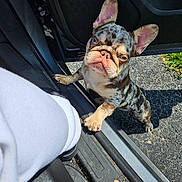 The Great Gambino is registered to the contest to win money with this photo: french_bulldog, puppy, dog, car, car_door, hand, person, sunlight, pavement, outdoor, pet, animal, cute, curious, merle_coat, paw, seat, black, white_clothing, shadow