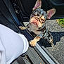 french_bulldog, puppy, dog, car, car_door, hand, person, sunlight, pavement, outdoor, pet, animal, cute, curious, merle_coat, paw, seat, black, white_clothing, shadow