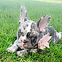 The Great Gambino is registered to the contest to win money with this photo: dog, puppy, french_bulldog, grass, bow, pet, outdoor, cute, animal, canine, lying_down, ears, face, fur, greenery, nature, adorable, young, snout, playful