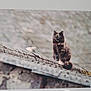 animal, blurred_background, cat, feline, framed_photo, fur, gray, house, indoor, mammal, outdoor_scene, person_reflection, pet, portrait, reflection, rooftop, sitting, texture, wall, window_glass