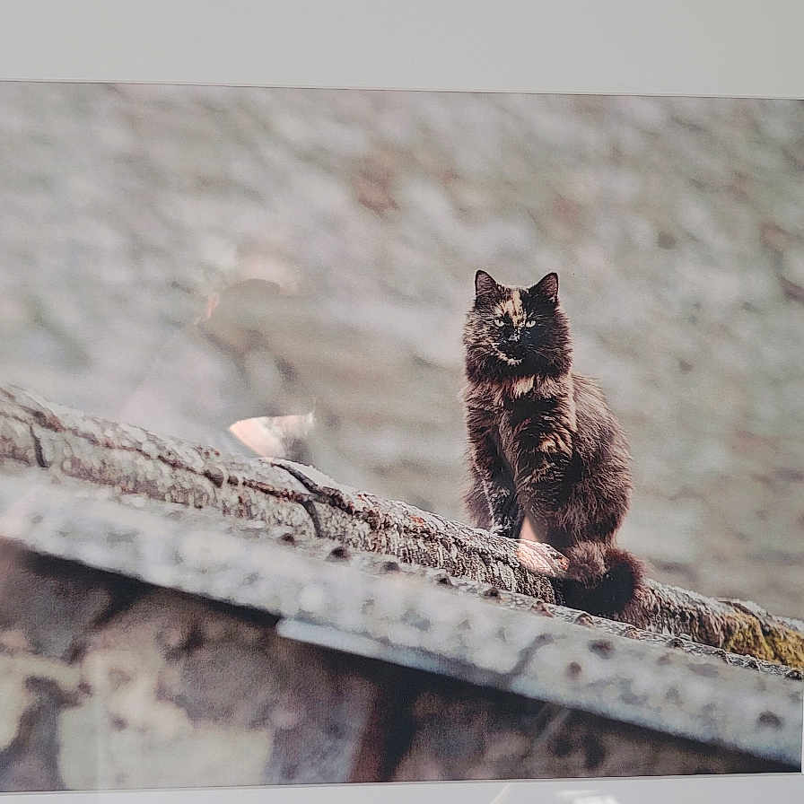 Mimi participe au concours pour gagner de l'argent avec cette photo : animal, blurred_background, cat, feline, framed_photo, fur, gray, house, indoor, mammal, outdoor_scene, person_reflection, pet, portrait, reflection, rooftop, sitting, texture, wall, window_glass