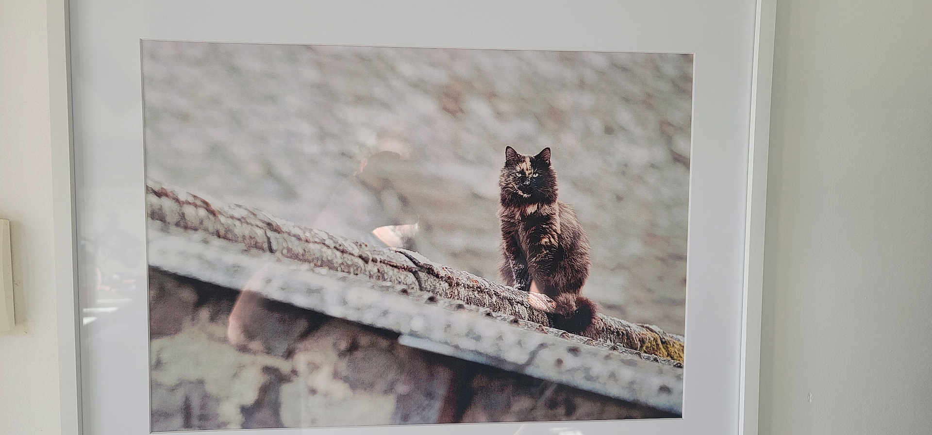 Mimi participe au concours pour gagner de l'argent avec cette photo : animal, blurred_background, cat, feline, framed_photo, fur, gray, house, indoor, mammal, outdoor_scene, person_reflection, pet, portrait, reflection, rooftop, sitting, texture, wall, window_glass