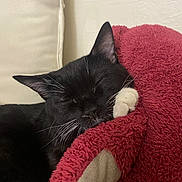 Zuki is registered to the contest to win money with this photo: cat, black_cat, white_paw, sleeping, resting, cozy, plush_blanket, red_blanket, indoor, pet, feline, whiskers, close_up, relaxed, soft_texture, cushion, home, cute, animal, comfort
