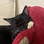 cat, black_cat, white_paw, sleeping, resting, cozy, plush_blanket, red_blanket, indoor, pet, feline, whiskers, close_up, relaxed, soft_texture, cushion, home, cute, animal, comfort