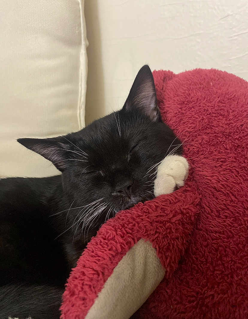 Zuki is registered to the contest to win money with this photo: cat, black_cat, white_paw, sleeping, resting, cozy, plush_blanket, red_blanket, indoor, pet, feline, whiskers, close_up, relaxed, soft_texture, cushion, home, cute, animal, comfort