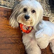 Maddie joined the competition — help win amazing prizes! animal, collar, cute, daisy, dog, ears, eyes, floor, fluffy, fur, indoor, lying_down, orange_collar, patterned_rug, pet, portrait, rug, thankful_tag, white_dog, wooden_floor