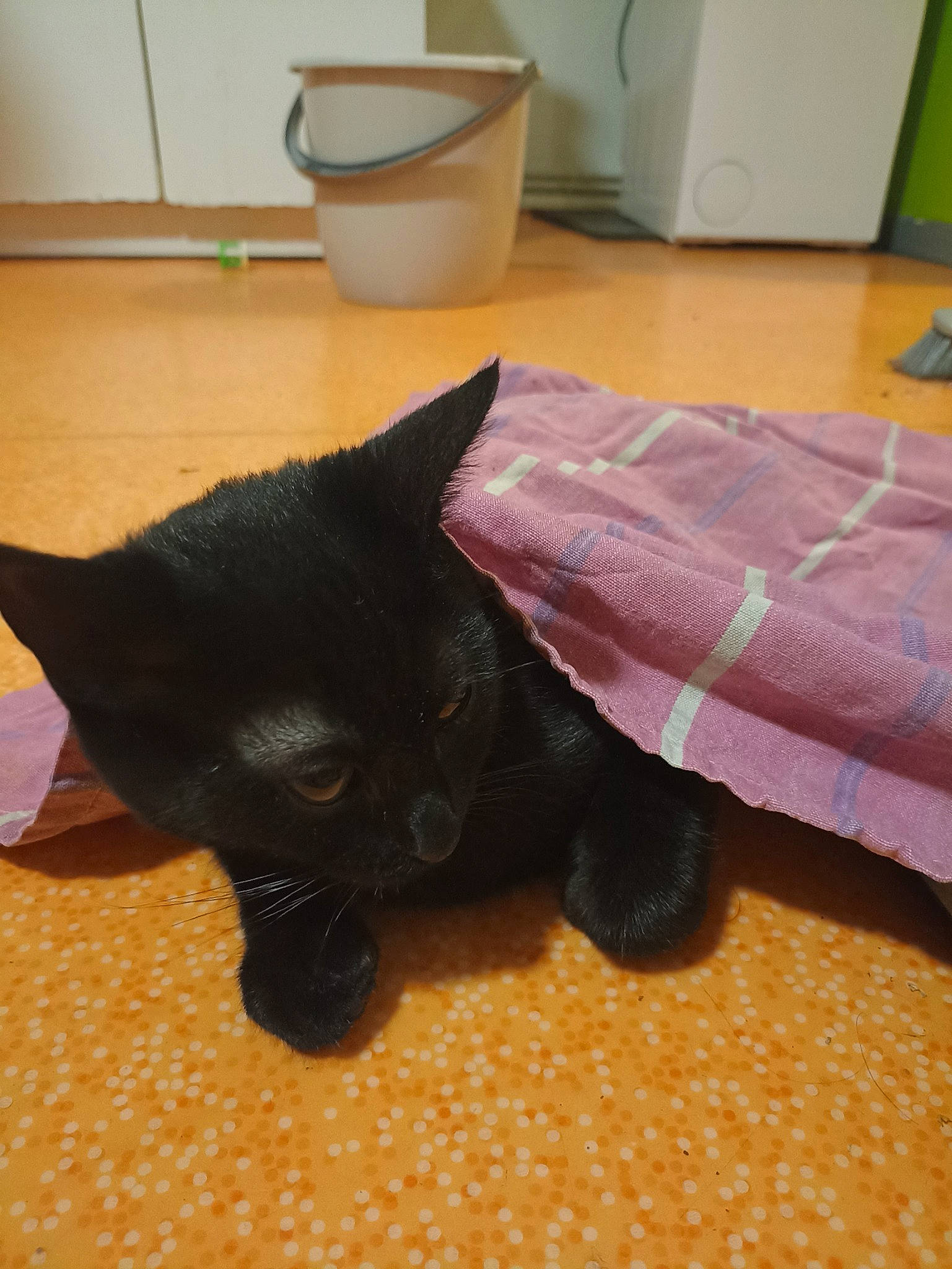 Bagherra a rejoint le concours — aidez-le/la à gagner de superbes lots ! black_cat, bombay, carnivore, cat, claw, comfort, cup, domestic_short_haired_cat, felidae, floor, flooring, fur, hardwood, paw, room, small_to_medium_sized_cats, tail, terrestrial_animal, whiskers