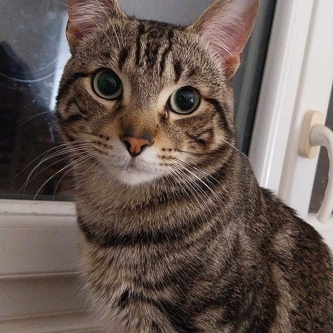 Jack a rejoint le concours — aidez-le/la à gagner de superbes lots ! abyssinian, animal, cat, closet, cupboard, door, egyptiancat, furniture, kitten, manx, pet