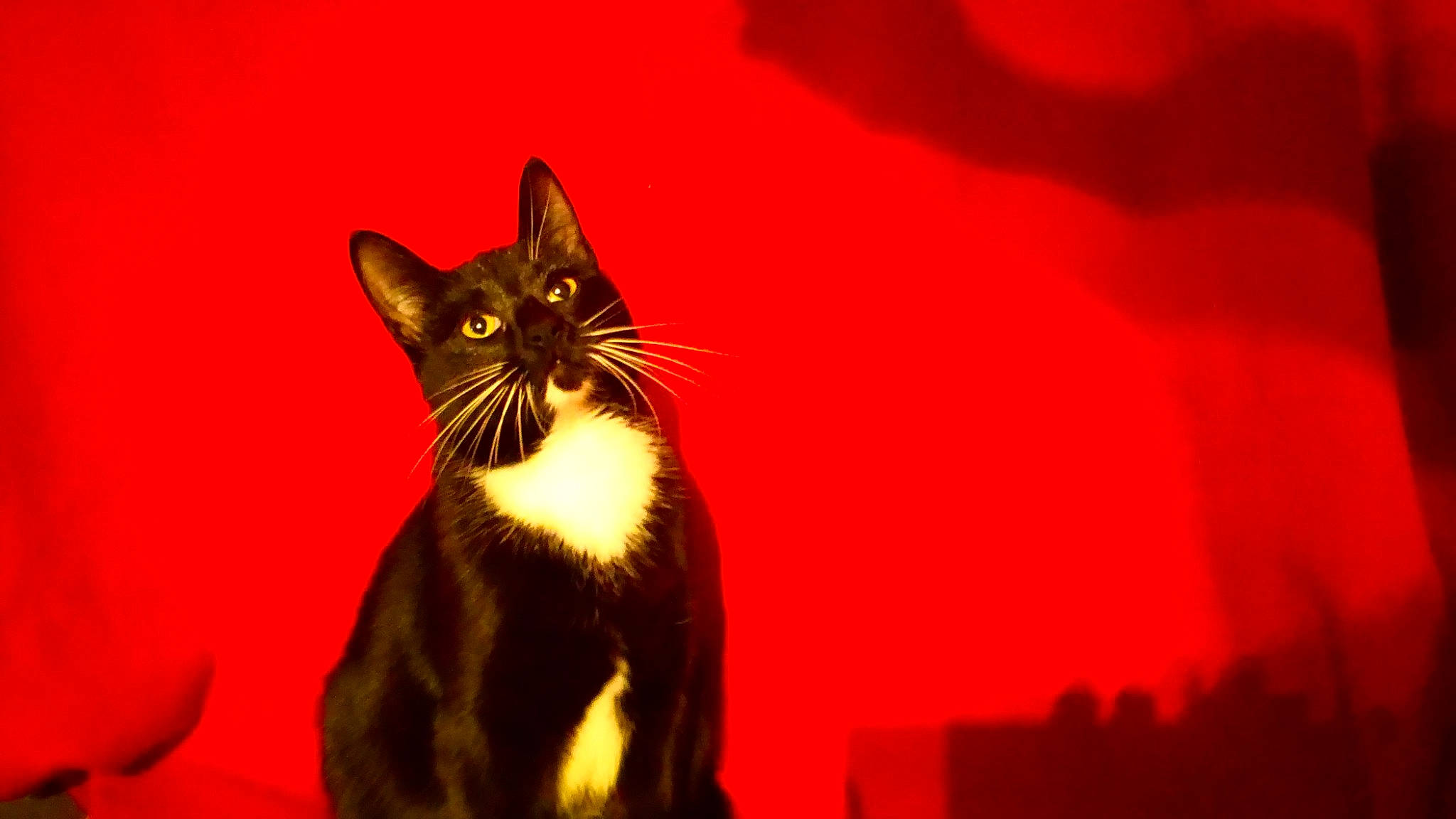 Baguerra a rejoint le concours — aidez-le/la à gagner de superbes lots ! carnivore, cat, felidae, fur, liver, red, small_to_medium_sized_cats, snout, tail, terrestrial_animal, vertebrate, whiskers