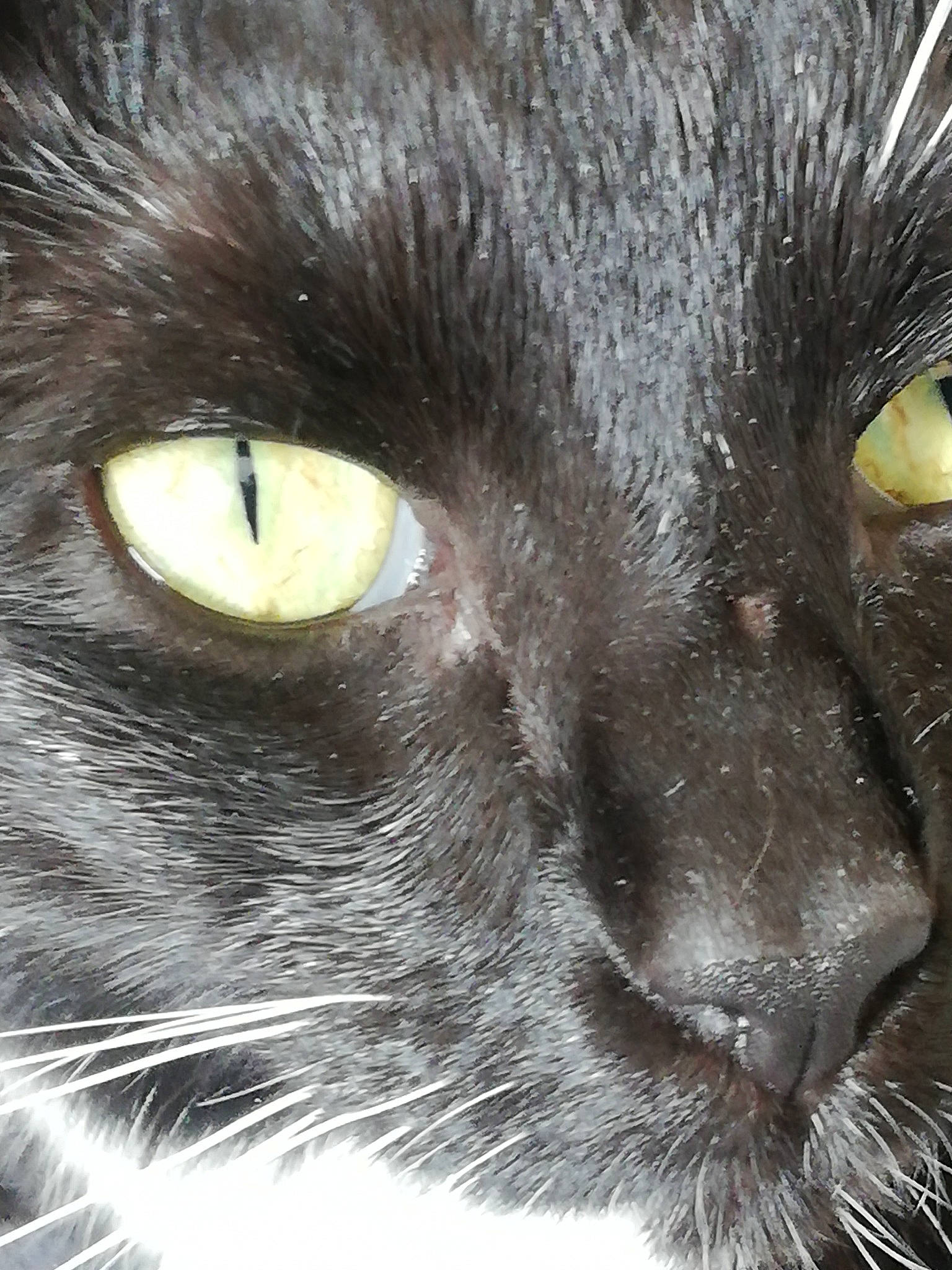 Baguerra a rejoint le concours — aidez-le/la à gagner de superbes lots ! black, black_cat, carnivore, cat, close_up, felidae, fur, iris, organ, photography, small_to_medium_sized_cats, snapshot, snout, vertebrate, whiskers, yellow