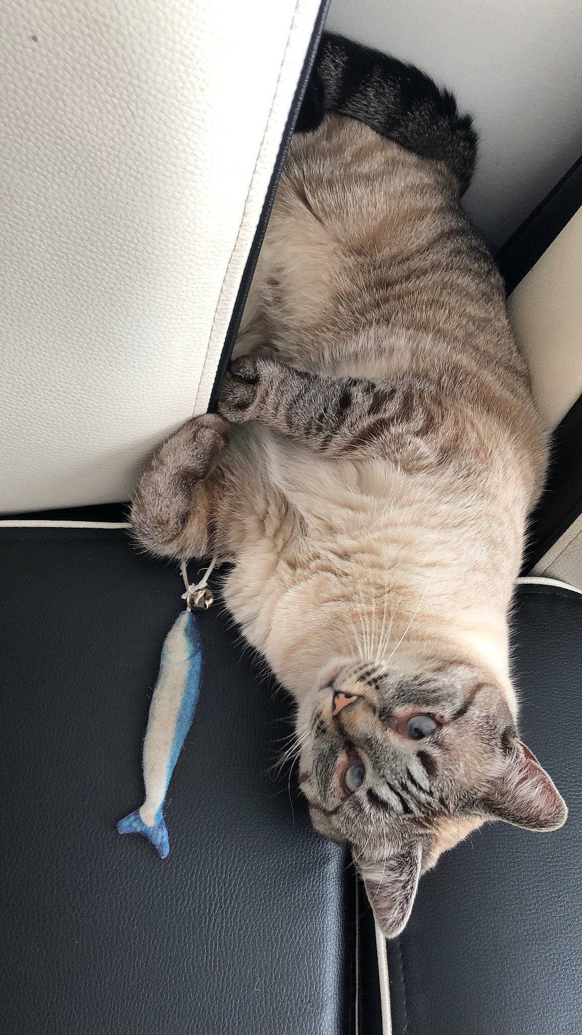 Chanel participe au concours pour gagner de l'argent avec cette photo : carnivore, cat, claw, comfort, domestic_short_haired_cat, fang, fawn, felidae, fur, gesture, nap, paw, small_to_medium_sized_cats, snout, tail, whiskers