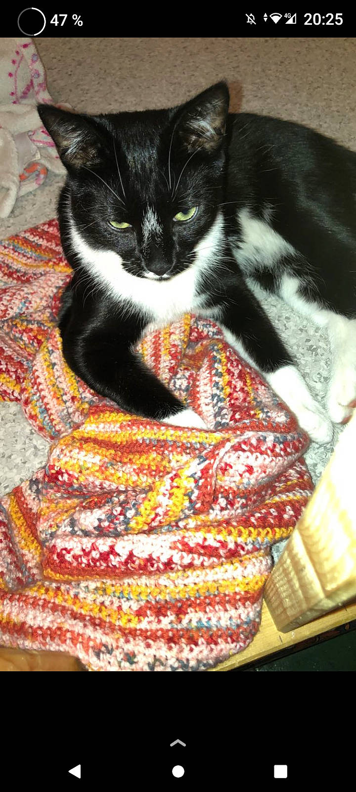 Oslo participe au concours pour gagner de l'argent avec cette photo : art, carnivore, cat, cat_supply, claw, comfort, creative_arts, domestic_short_haired_cat, felidae, fur, linens, pattern, pet_supply, sitting, small_to_medium_sized_cats, tail, textile, whiskers, woolen, woven_fabric