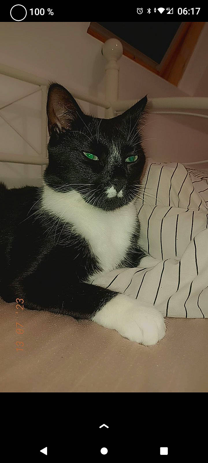 Oslo a rejoint le concours — aidez-le/la à gagner de superbes lots ! black_cat, box, carnivore, cat, claw, comfort, domestic_short_haired_cat, felidae, flooring, fur, grey, linens, paw, sitting, small_to_medium_sized_cats, snout, stairs, tail, whiskers, window