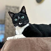 Oslo participe au concours pour gagner de l'argent avec cette photo : cat, tuxedo_cat, blue_eyes, pet, animal, feline, indoor, soft_fabric, brown_surface, whiskers, black_fur, white_fur, relaxed, portrait, close_up, curious, domestic_cat, resting, cute, house