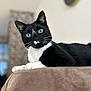 cat, tuxedo_cat, blue_eyes, pet, animal, feline, indoor, soft_fabric, brown_surface, whiskers, black_fur, white_fur, relaxed, portrait, close_up, curious, domestic_cat, resting, cute, house