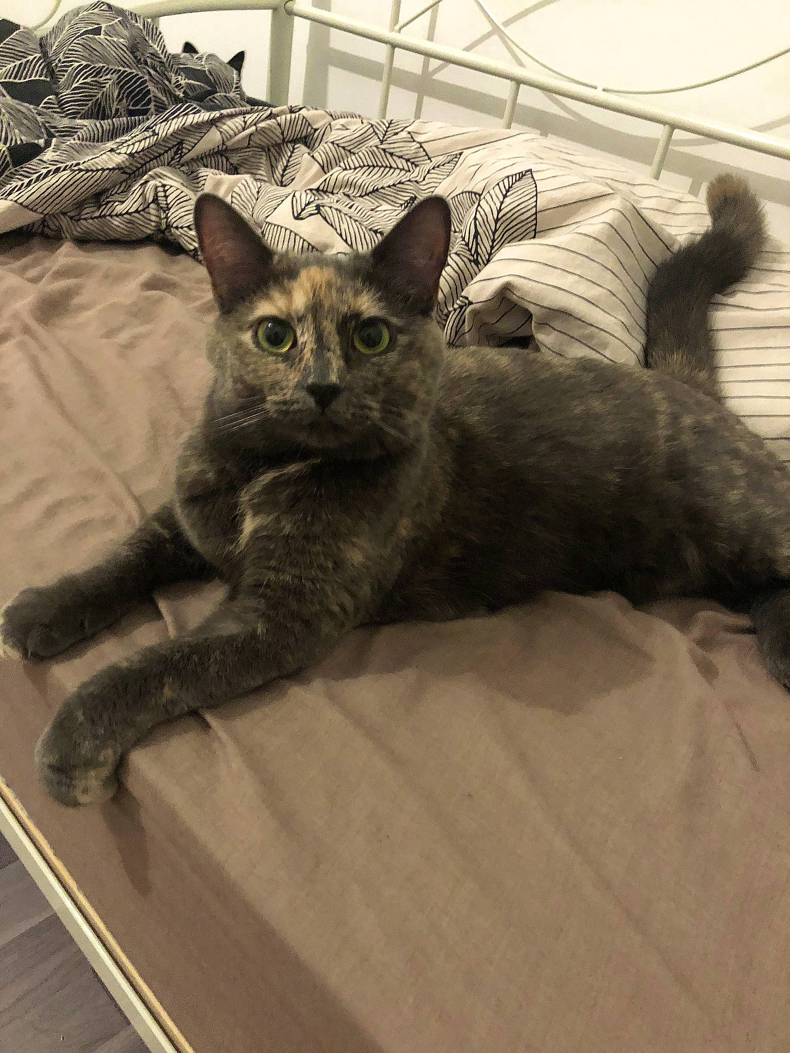 Princesse participe au concours pour gagner de l'argent avec cette photo : carnivore, cat, claw, comfort, domestic_short_haired_cat, eye, felidae, fur, grey, head, leg, metal, paw, sitting, small_to_medium_sized_cats, snout, tail, terrestrial_animal, whiskers, wildlife